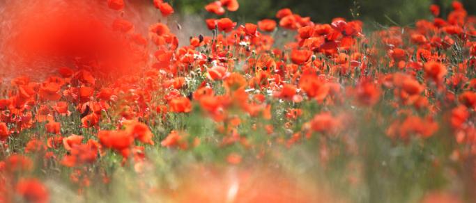 © Marco Riese - Einfach Mohn