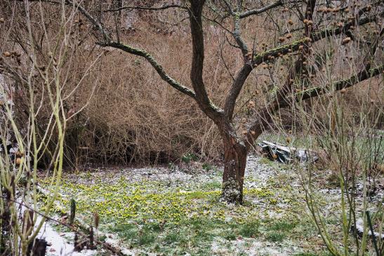 Winterlinge erobern einen Garten