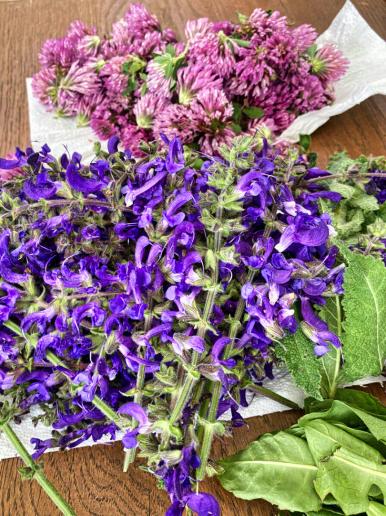 leuchtende Farben im Frühjahr (Wiesensalbei und Rotklee)